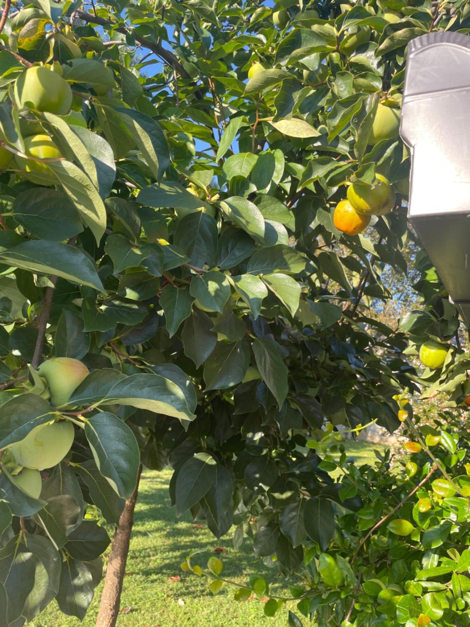 Ferienhaus Kuca Magnolia