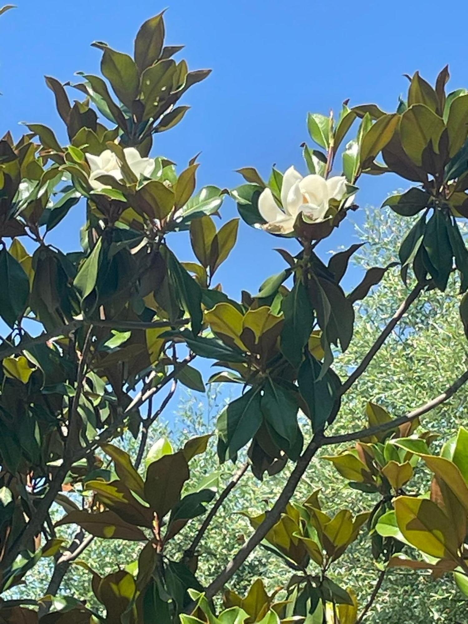 Ferienhaus Kuca Magnolia *
